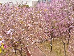 -广东花都湖国家湿地公园