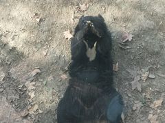 景点-成都动物园