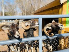 -长白岛森林公园