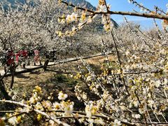 -广州市流溪河国家森林公园