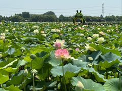 -焦岗湖旅游度假区