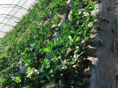 -田趣农庄草莓采摘园