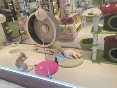 -momokira米努特·德文卷毛猫·棉花面纱犬