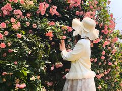 -都江堰玫瑰花溪谷