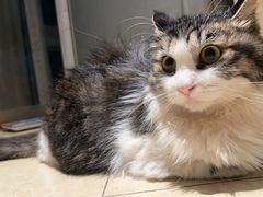 -乖乖乐动物医院(小汤山分院)