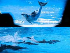 -海合安武汉极地海洋公园