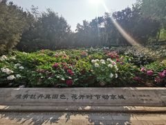 -莲花池公园