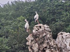 -合肥野生动物园