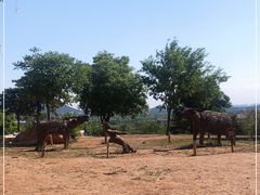 -北京西山国家森林公园