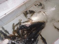 -金台阶鱼馆(于桥水库店)