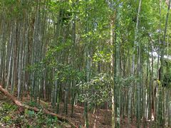 -上海佘山国家森林公园天马山园