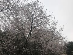-武汉大学-樱园