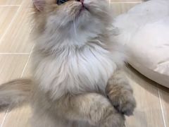 -momokira米努特·德文卷毛猫·棉花面纱犬