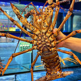 澳门这家。。真的没对手！