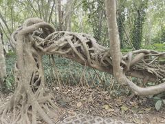 -中国科学院西双版纳热带植物园
