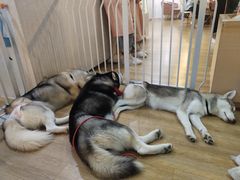 -Husky Go! 哈士奇体验馆·宠物咖啡厅狗咖