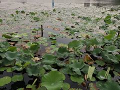 -海天湖公园