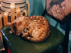 -猫小院猫主题咖啡厅(北锣店)