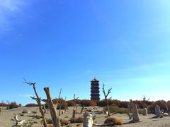 -金塔沙漠胡杨林景区