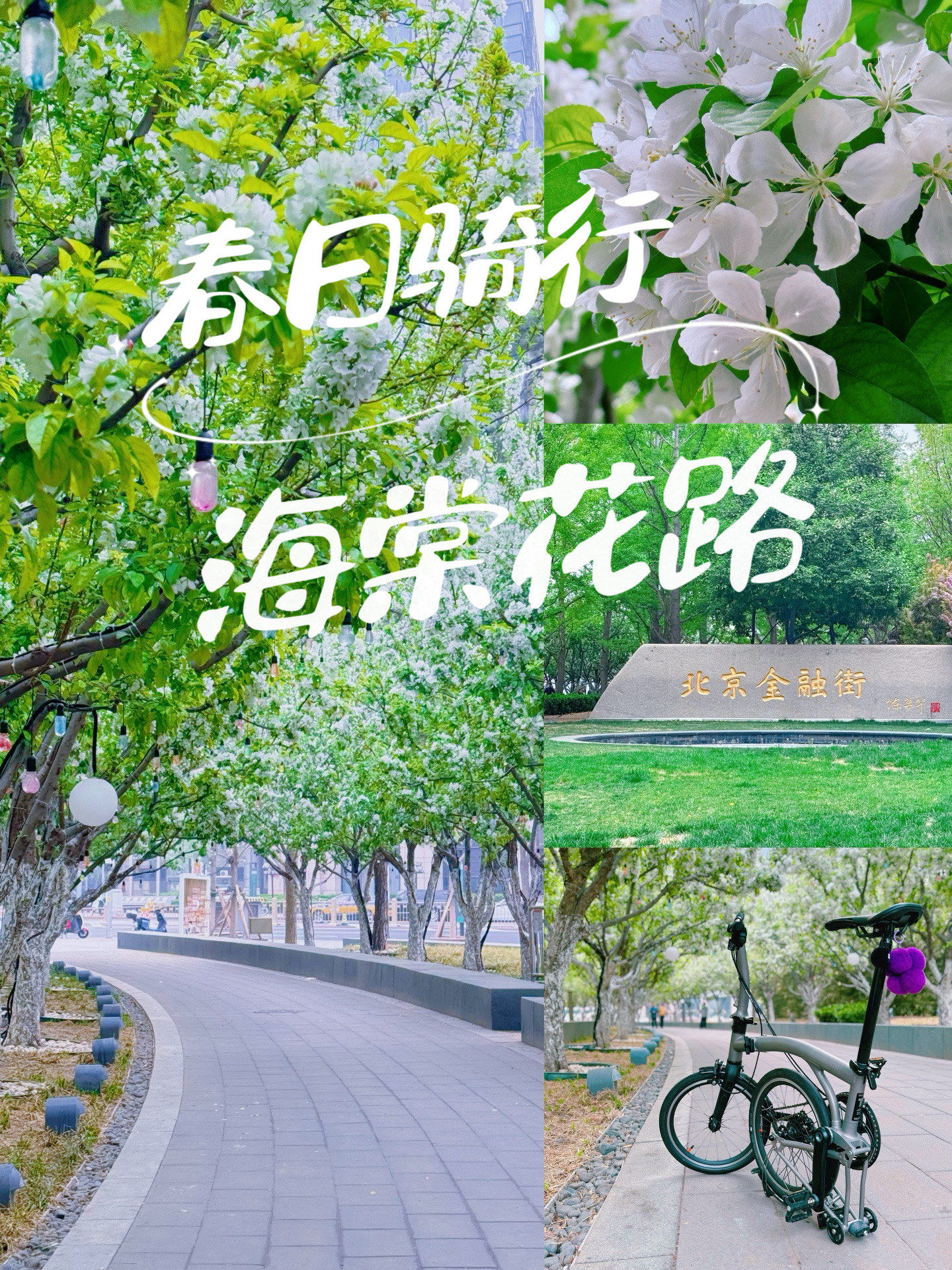 北京春日crush|春日骑行 海棠花路