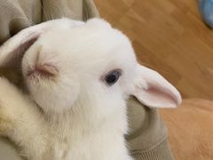 -猫猫幼稚园·撸猫·桌游·电玩