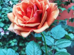 -新加坡植物园