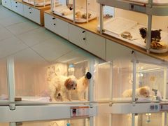 -翊宠yipet猫狗购宠庄园犬舍•猫舍