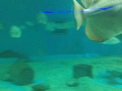 深海鱼-北戴河圣蓝海洋公园