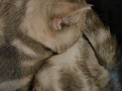 -平行世界·猫咖(首经贸店)