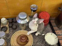 -山宅一喵德文卷毛猫舍