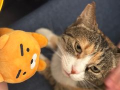 -Sirena海妖日咖夜酒