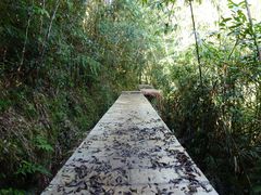 -海南热带雨林国家公园吊罗山景区