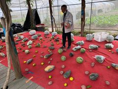 -前小桔亲子创意农场·草莓采摘·露营烧烤