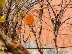 -三里屯东五街银杏大道