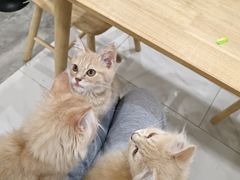 -楼上猫咖(罗湖店)