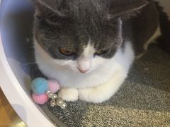 -啵啵喵·猫咖(攀华国际店)