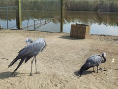 -盐城丹顶鹤湿地生态旅游区