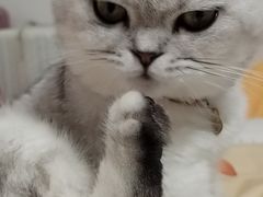 -宠颐生汉谟拉比宠物医院