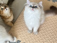 -珠海悠米米努特矮脚猫舍