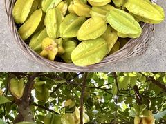 -开平碉楼文化旅游区马降龙景区