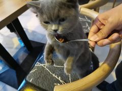 -平行世界·猫咖(首经贸店)