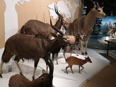 -陕西自然博物馆