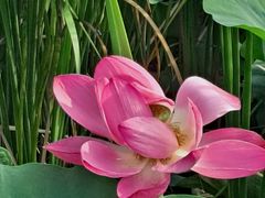 -羊亭河湿地公园