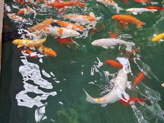 -南宫五洲植物乐园