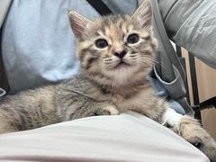-米苏动物医院·犬猫专科·骨科外科内窥镜