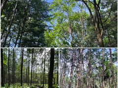 -洛阳白云山景区
