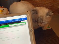 -名猫咖啡馆·撸猫·拼豆