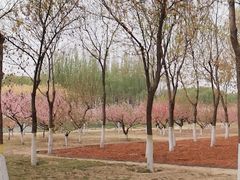 -大兴滨河森林公园