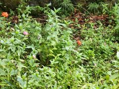 -黄山翡翠谷景区