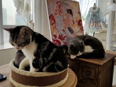 -共舞时光猫咖·狗咖(新街口店)